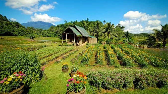 Farm cottage among flower and crop fields