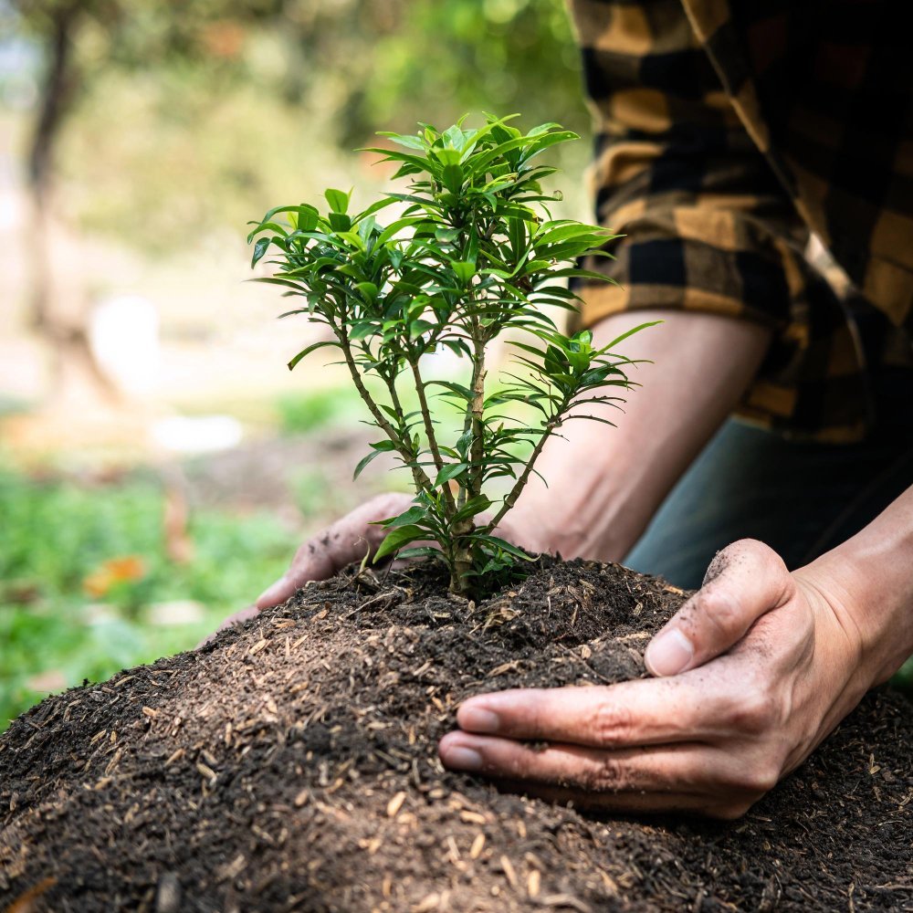 Hands placing a sapling into soil