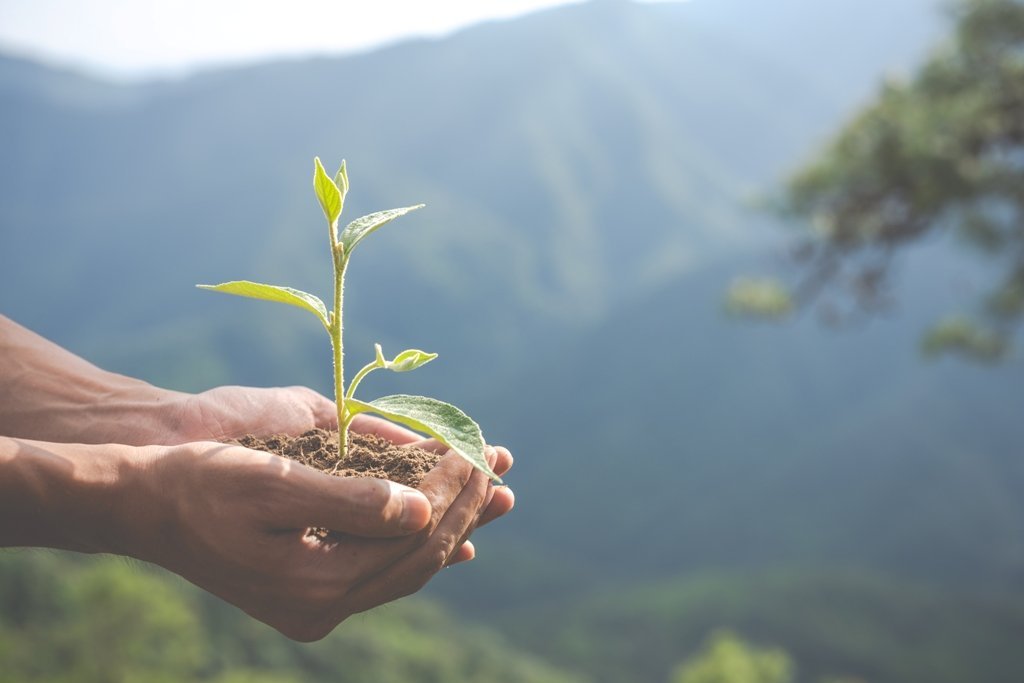 Hands holding a seedling against green hills