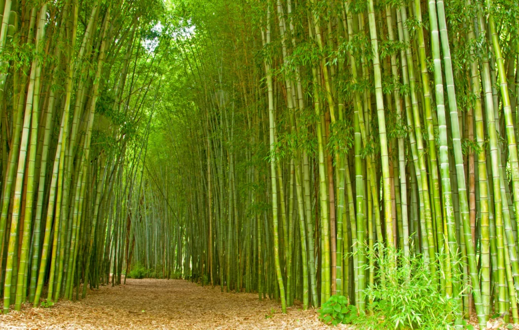Tall bamboo grove with a path