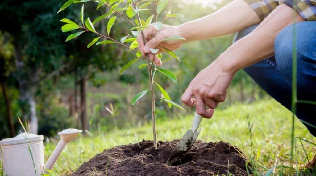 Planting a young tree
