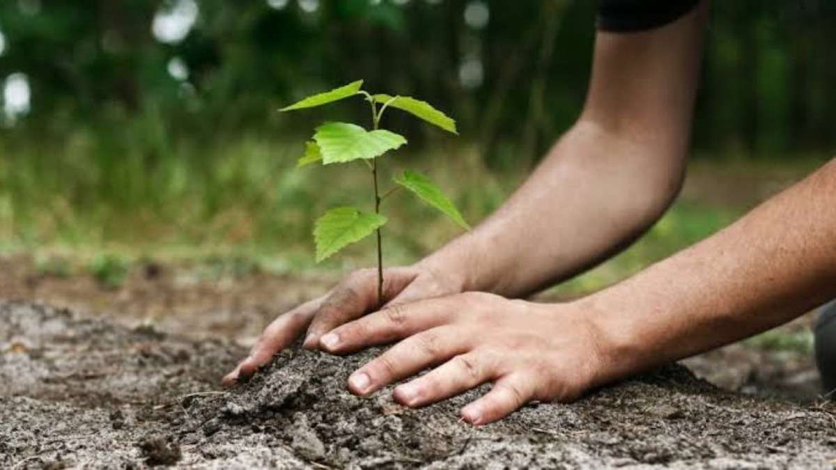 Hands patting soil around a seedling
