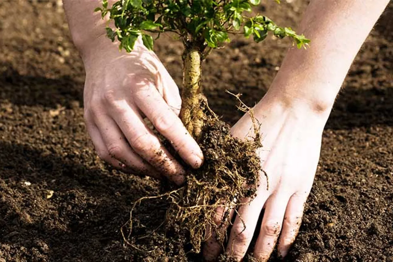 Hands placing a sapling into the ground