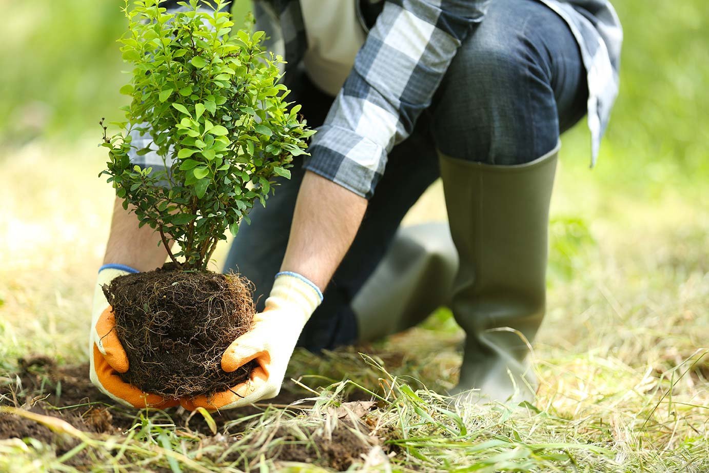 Gloved hands planting a young shrub