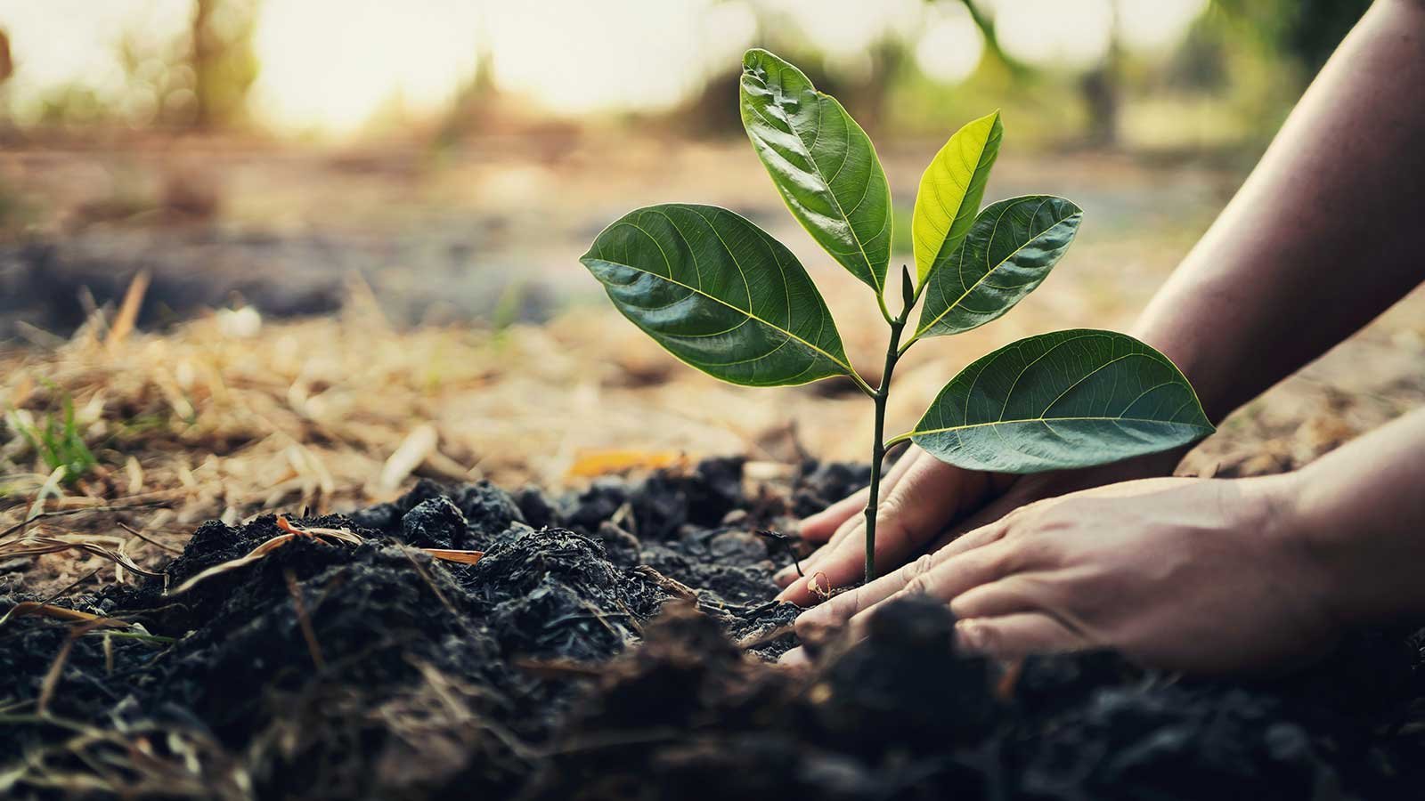 A young sapling in sunlight