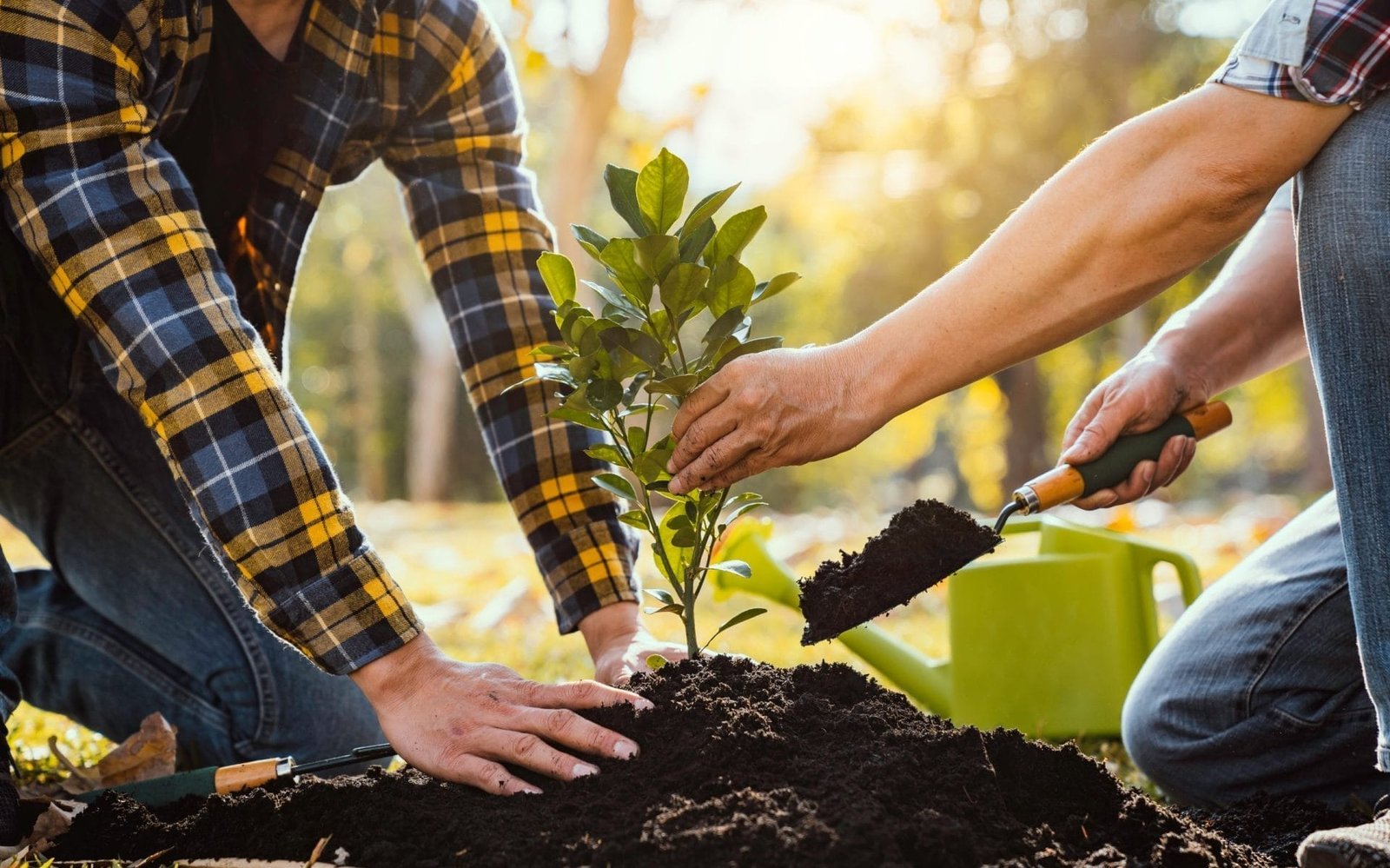 People planting a tree together